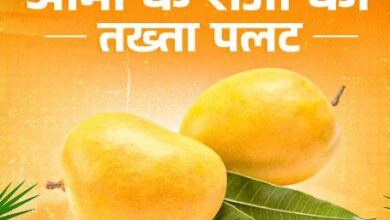 Photo of अल्फांसो नहीं रहा भारतीय आम का पोस्टर बॉय, यह आम बना अब विदेशियों की पहली पसंद