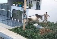 Photo of रेवाड़ी में आवारा पशुओं का आतंक: सेक्टर 4 में गाय ने युवक को रौंदा, बचाने आए लोगों पर भी हिंसक हुई
