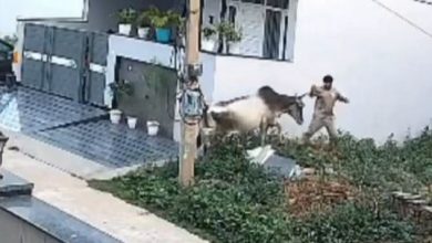Photo of रेवाड़ी में आवारा पशुओं का आतंक: सेक्टर 4 में गाय ने युवक को रौंदा, बचाने आए लोगों पर भी हिंसक हुई