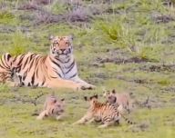 Photo of उछल-कूद कर रहे थे बाघ के बच्चे, टकटकी बांधे देखती रही मां, चेहरे पर मुस्कान ला देगा ये क्यूट वीडियो!