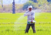 Photo of हरियाणा में ये किसान रडार पर, सरकार ने पकड़ा तो मिलेगी बड़ी सजा…