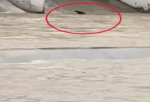 Photo of हथिनीकुंड बैराज में फंसी 7 भैंस, 5 मरी: जेसीबी की मदद से किया रेस्क्यू