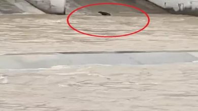 Photo of हथिनीकुंड बैराज में फंसी 7 भैंस, 5 मरी: जेसीबी की मदद से किया रेस्क्यू