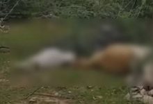 Photo of नागौर: विद्युत विभाग की लापरवाही से गई बेजुबानों की जान