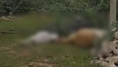 Photo of नागौर: विद्युत विभाग की लापरवाही से गई बेजुबानों की जान