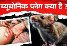 Photo of अमेर‍िका में फिर हुई ‘ब्लैक डेथ’, क्‍या है Bubonic Plague जिससे 18 साल बाद सहमे लोग?