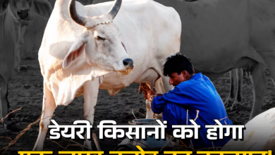 Photo of  डेयरी सेक्टर आयात के लिए खुला तो होगा 1.03 लाख करोड़ का नुकसान, SBI Report में चेतावनी
