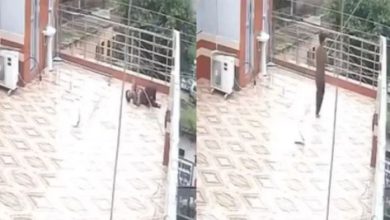 Photo of बंदर भगाने लाठी लेकर छत पर गया शख्स, बिजली की तार पर लगा डंडा, जानें आगे क्या हुआ