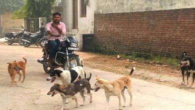 Photo of दिल्ली की सड़कों-गलियों में आवारा कुत्तों का खौफ, काटने पर 1500 से अधिक लोग रोजाना पहुंच रहे अस्पताल