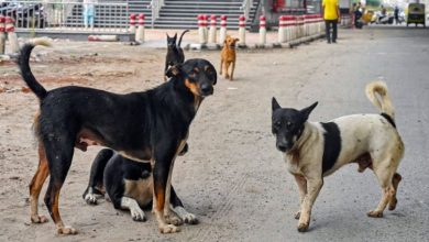 Photo of शेल्टर होम में लावारिस कुत्तों की 2-3 साल बढ़ जाएगी उम्र, सड़क हादसों और बीमारियों से मिलेगी मुक्ति