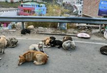 Photo of लावारिस कुत्तों की नसबंदी करने वाला अभियान होगा तेज, शेल्टर होम के लिए आज किया जाएगा जमीन का सर्वे