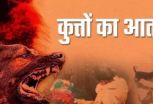 Photo of  बेंगलुरु में आवारा कुत्तों ने दो लड़कियों को काटा, कॉलेज कैंपस में हमला कर किया घायल