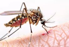 Photo of द‍िल्‍ली में बढ़े Dengue और Malaria के मरीज, इन लक्षणों को न करें अनदेखा