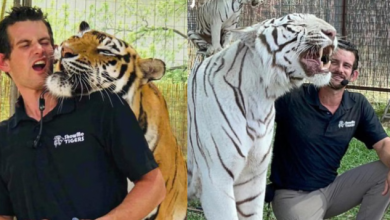 Photo of जो करता था प्यार और दुलार उसी मालिक को कच्चा चबा गया गया बाघ