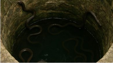 Photo of सांप से भरे कुएं में जा गिरी महिला, 54 घंटों तक दीवार से चिपककर बचाई जान
