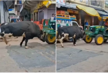 Photo of  सड़क पर खड़े ट्रैक्टर को धकेलने लगा सांड, ड्राइवर को आ गया गुस्सा और फिर…