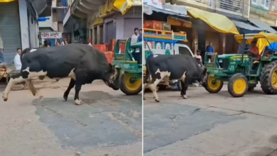 Photo of  सड़क पर खड़े ट्रैक्टर को धकेलने लगा सांड, ड्राइवर को आ गया गुस्सा और फिर…