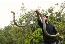 Photo of  किंग कोबरा को फिल्मी स्टाइल में पकड़ रहा था आदमी, तभी अचानक से सांप ने किया जानलेवा हमला फिर…