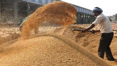 Photo of हरियाणा: मंडियों से अब तक खरीदा गया 187743.49 मीट्रिक टन धान…