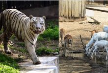 Photo of चिड़ियाघर में H5N1 से हड़कंप, रोजाना दो बार सर्वेक्षण