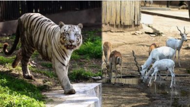 Photo of चिड़ियाघर में H5N1 से हड़कंप, रोजाना दो बार सर्वेक्षण