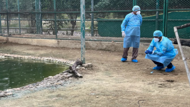 Photo of दो और पेंटेड स्टॉर्क, ब्लैक नेक्ड आइबिस के नमूने मिले पॉजिटिव