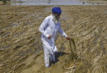Photo of पंजाब: बाढ़ पीड़ित किसानों की मदद के लिए पीलीभीत के कई गांवों आगे आए