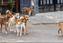 Photo of महाराष्ट्र: कल्याण और डोंबिवली में आवारा कुत्तों का कहर