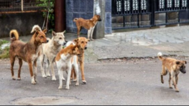 Photo of महाराष्ट्र: कल्याण और डोंबिवली में आवारा कुत्तों का कहर