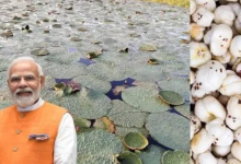 Photo of बिहार: पीएम मोदी ने सीमांचल के किसानों को दी बड़ी सौगात