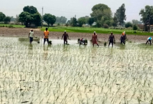 Photo of हरियाणा: धान की सीधी रोपाई का किसे देना है अनुदान, कृषि विभाग अनजान; इंतजार में बैठे किसान
