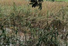 Photo of राजस्थान: बाढ़ बहा ले गई फसलें, राहत डूब गई सिस्टम, 2022 के क्लेम अब तक अधूरे