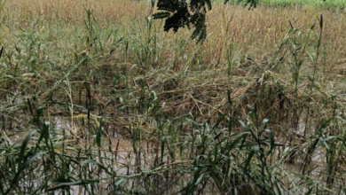 Photo of राजस्थान: बाढ़ बहा ले गई फसलें, राहत डूब गई सिस्टम, 2022 के क्लेम अब तक अधूरे