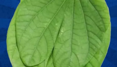 Photo of दशहरा पर क्यों बांटी जाती है ‘सोना पत्ती’? इन उपायों से चमक उठेगी आपकी किस्मत