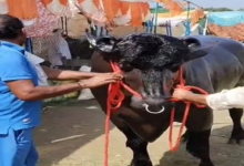 Photo of ये है हरियाणा का 8 करोड़ का ‘विधायक’ भैंसा, बादाम-काजू-घी खाता है