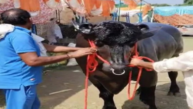 Photo of ये है हरियाणा का 8 करोड़ का ‘विधायक’ भैंसा, बादाम-काजू-घी खाता है