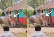 Photo of कार्यक्रम के दौरान अचानक पगलाया सांड, पूर्व विधायक को ऐसे उठाकर पटका