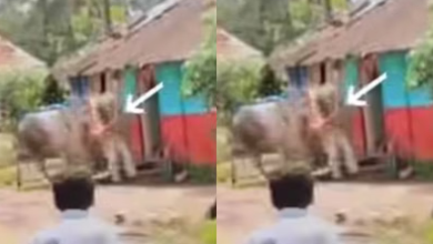 Photo of कार्यक्रम के दौरान अचानक पगलाया सांड, पूर्व विधायक को ऐसे उठाकर पटका