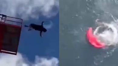 Photo of शख्स ने कई फीट ऊपर से लगाई छलांग पर सही समय पर नहीं खुला पैराशूट