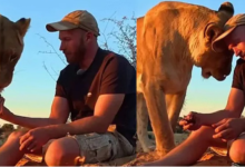 Photo of शख्स ने शेरनी के शिकार से निकाला मांस, बनाया बारबेक्यू, फिर जो हुआ कर देगा हैरान