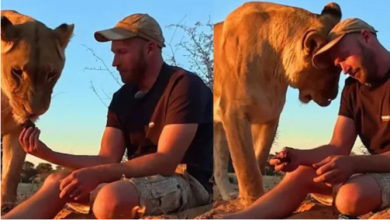 Photo of शख्स ने शेरनी के शिकार से निकाला मांस, बनाया बारबेक्यू, फिर जो हुआ कर देगा हैरान