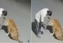 Photo of नशे में धुत शख्स ने बाघ को समझ लिया कुत्ता, देसी ठर्रा पिलाने की कोशिश भी की