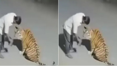 Photo of नशे में धुत शख्स ने बाघ को समझ लिया कुत्ता, देसी ठर्रा पिलाने की कोशिश भी की