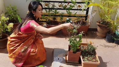 Photo of सुखी वैवाहिक जीवन चाहते हैं, तुलसी विवाह पर भूलकर भी न करें ये 8 गलतियां