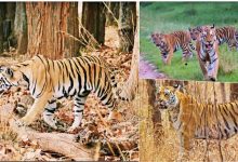 Photo of मध्य प्रदेश: संजय टाइगर रिजर्व, पार्क खुलने से पहले हफ्तेभर के लिए हो गई एडवांस बुकिंग