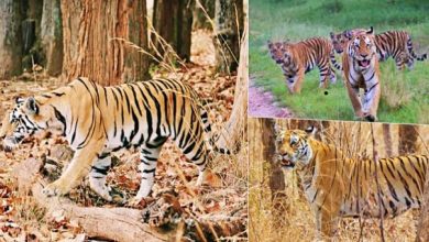 Photo of मध्य प्रदेश: संजय टाइगर रिजर्व, पार्क खुलने से पहले हफ्तेभर के लिए हो गई एडवांस बुकिंग