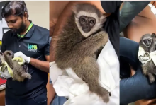 Photo of मुंबई एयरपोर्ट पर टूरिस्ट के बैग में मिले सिलवरी गिबन, कस्टम विभाग भी हैरान