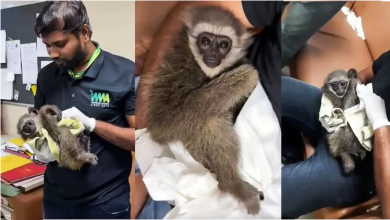 Photo of मुंबई एयरपोर्ट पर टूरिस्ट के बैग में मिले सिलवरी गिबन, कस्टम विभाग भी हैरान
