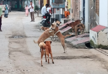 Photo of 13.50 करोड़ से लावारिस कुत्तों की नसबंदी का काम होगा तेज