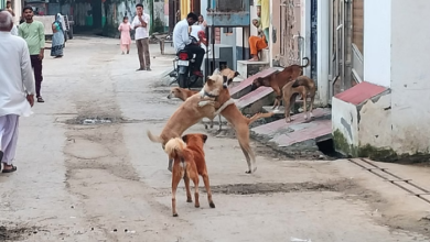 Photo of 13.50 करोड़ से लावारिस कुत्तों की नसबंदी का काम होगा तेज